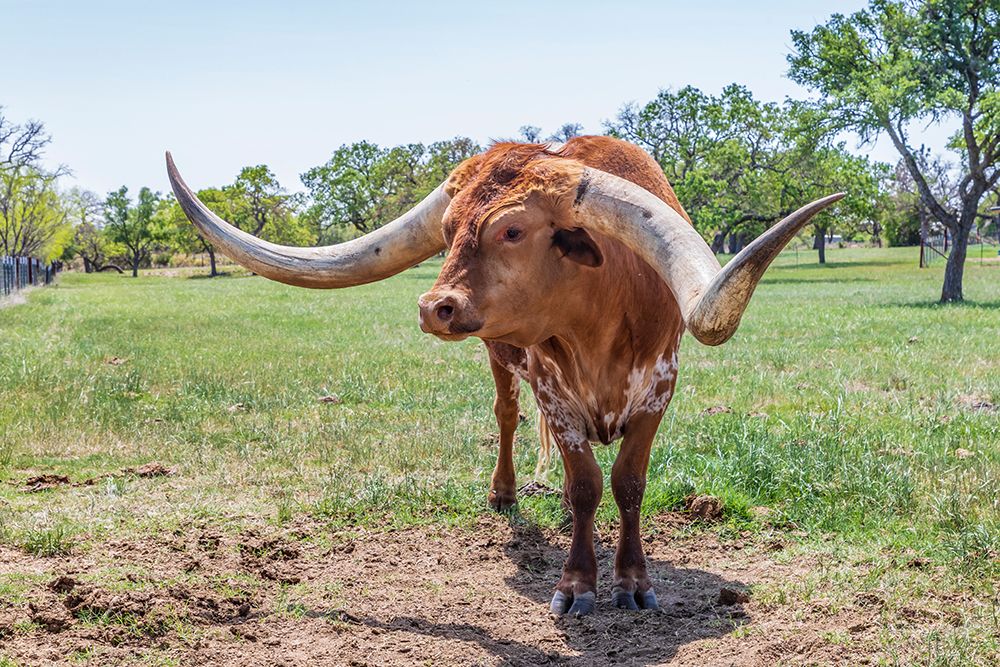 Marble Falls-Texas-USA-Longhorn cattle in the Texas Hill Country art print by Emily Wilson for $57.95 CAD